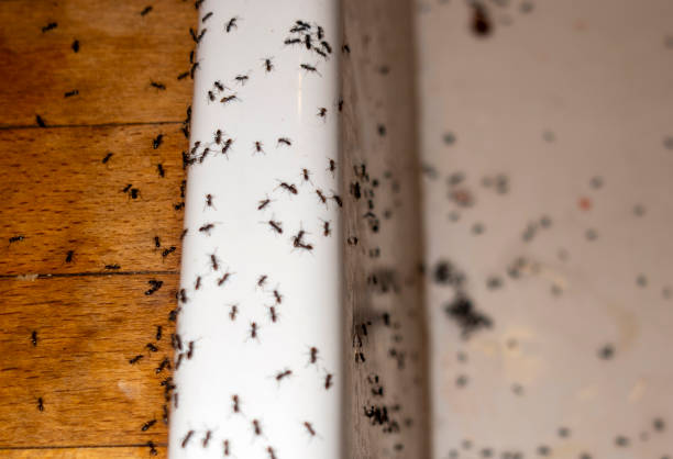 Best Best Pest Control Companies  in Hampton, IL