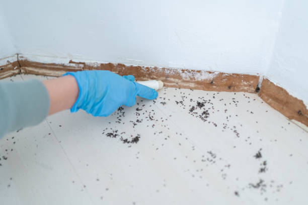 Best Best Pest Control Companies  in Hampton, IL